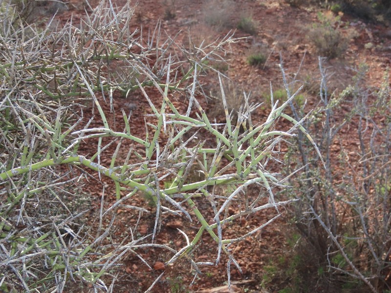 Crucifixion Thorn photo 2