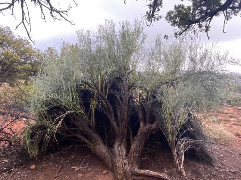 Crucifixion Thorn photo 3