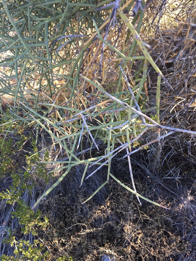 Crucifixion Thorn photo 4
