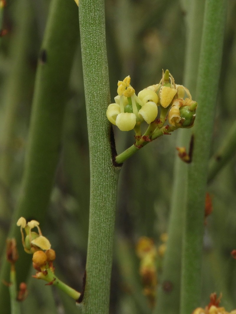 Crucifixion Thorn photo 5