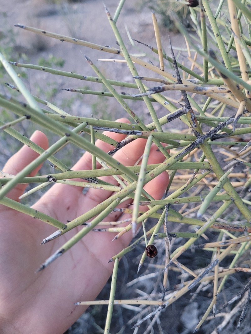 Crucifixion Thorn photo 6