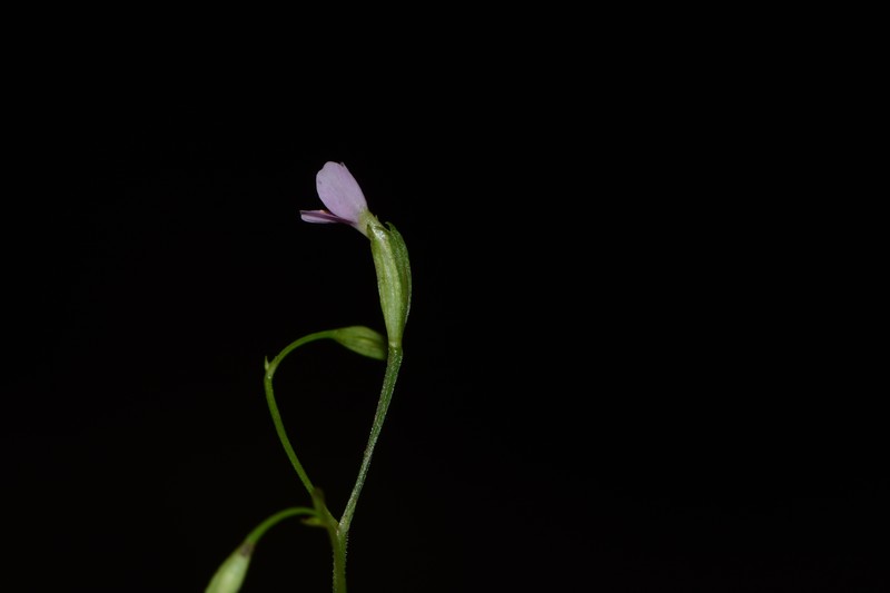 Canscora tetraptera photo 2