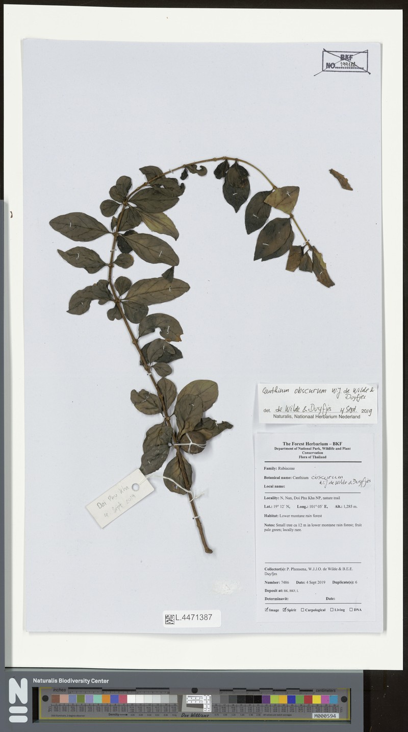 Canthium obscurum