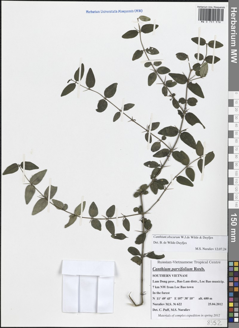 Canthium obscurum photo 2