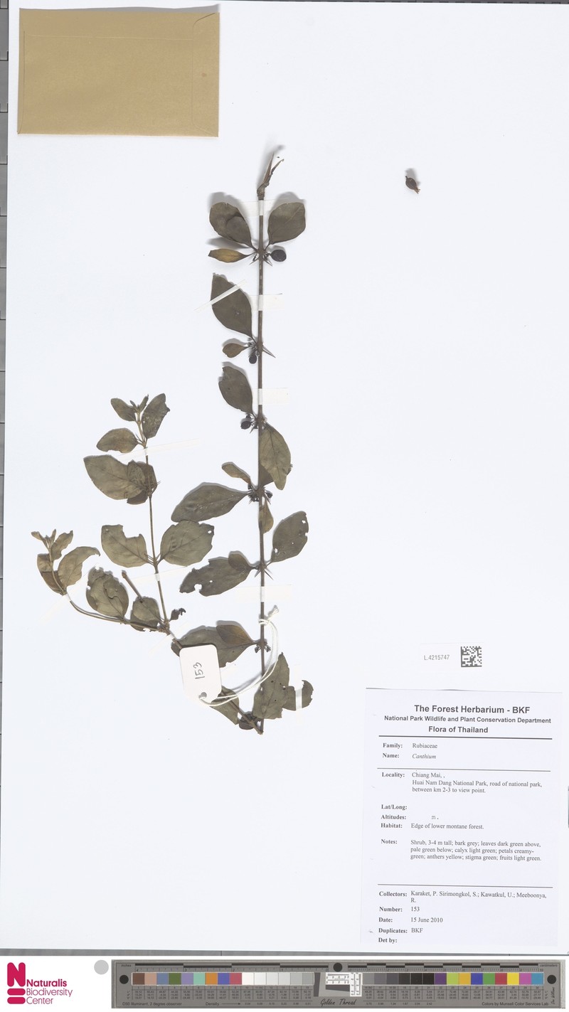 Canthium obscurum photo 3