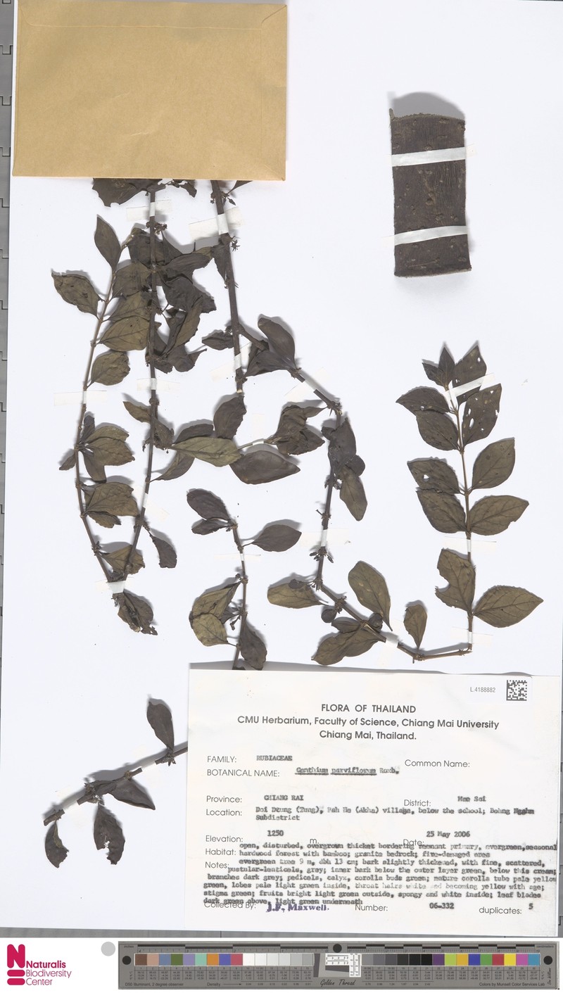 Canthium obscurum photo 4
