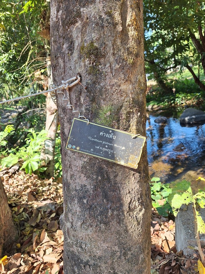 Canthiumera robusta photo 2