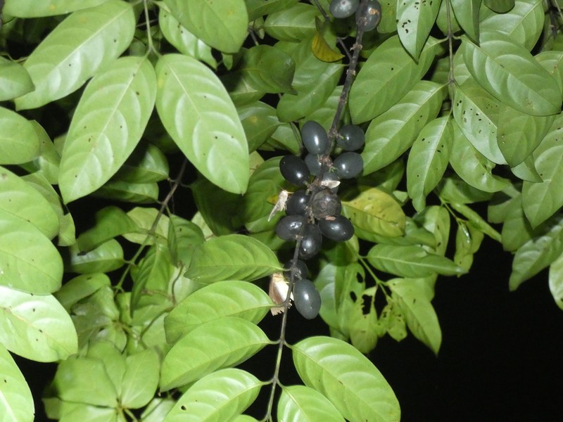 Canthiumera robusta photo 3