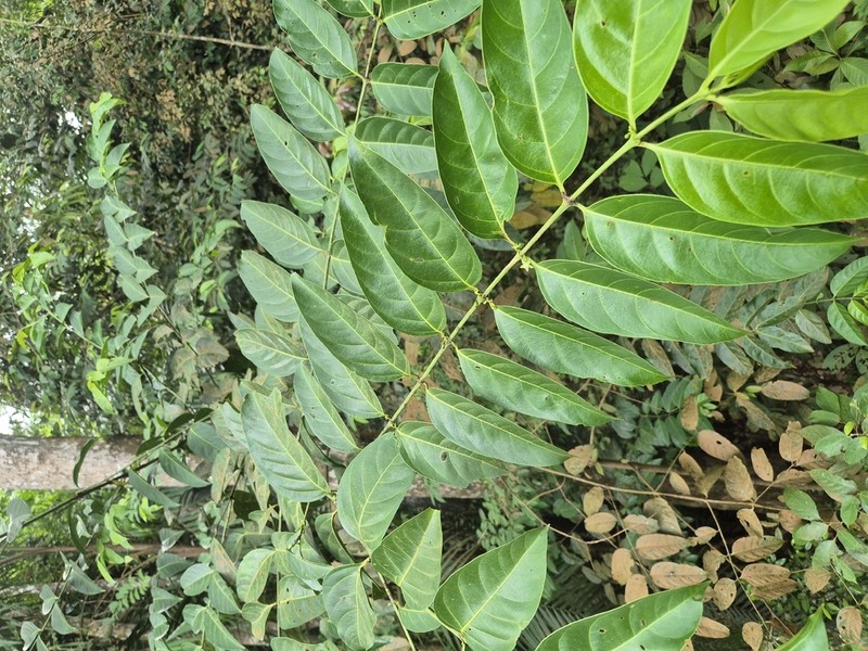 Canthiumera robusta photo 4