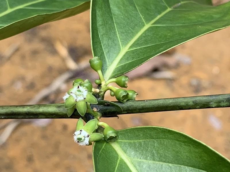 Canthiumera robusta photo 5