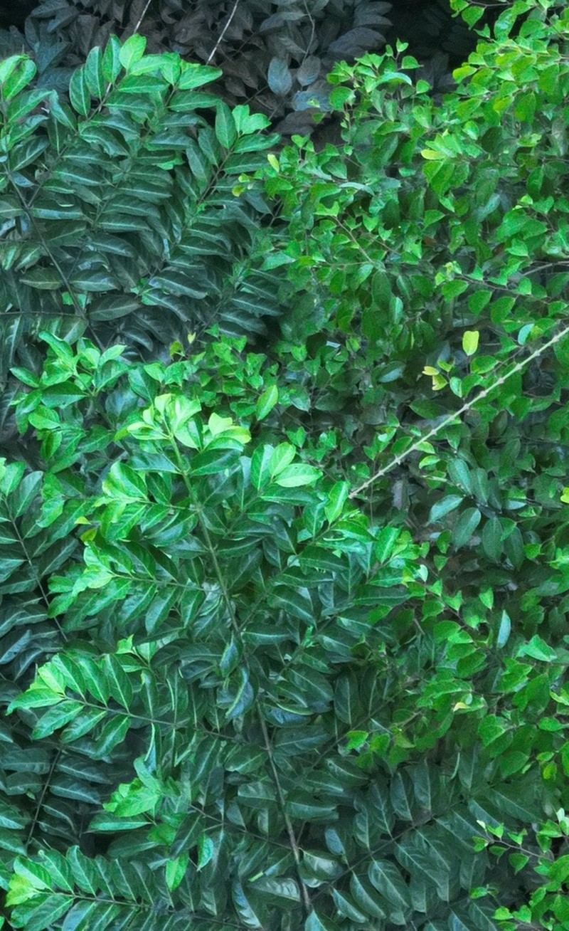 Canthiumera robusta photo 6