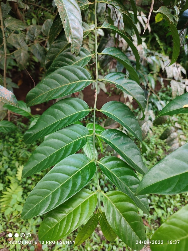 Canthiumera robusta photo 7