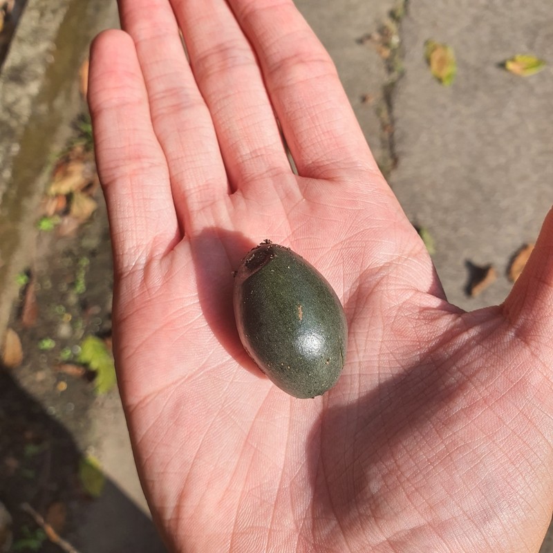 Canthiumera robusta photo 8
