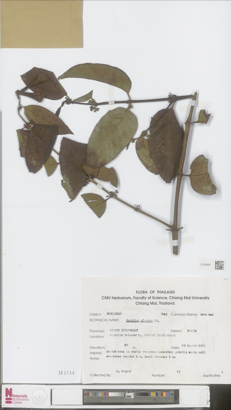 Canthiumera siamensis