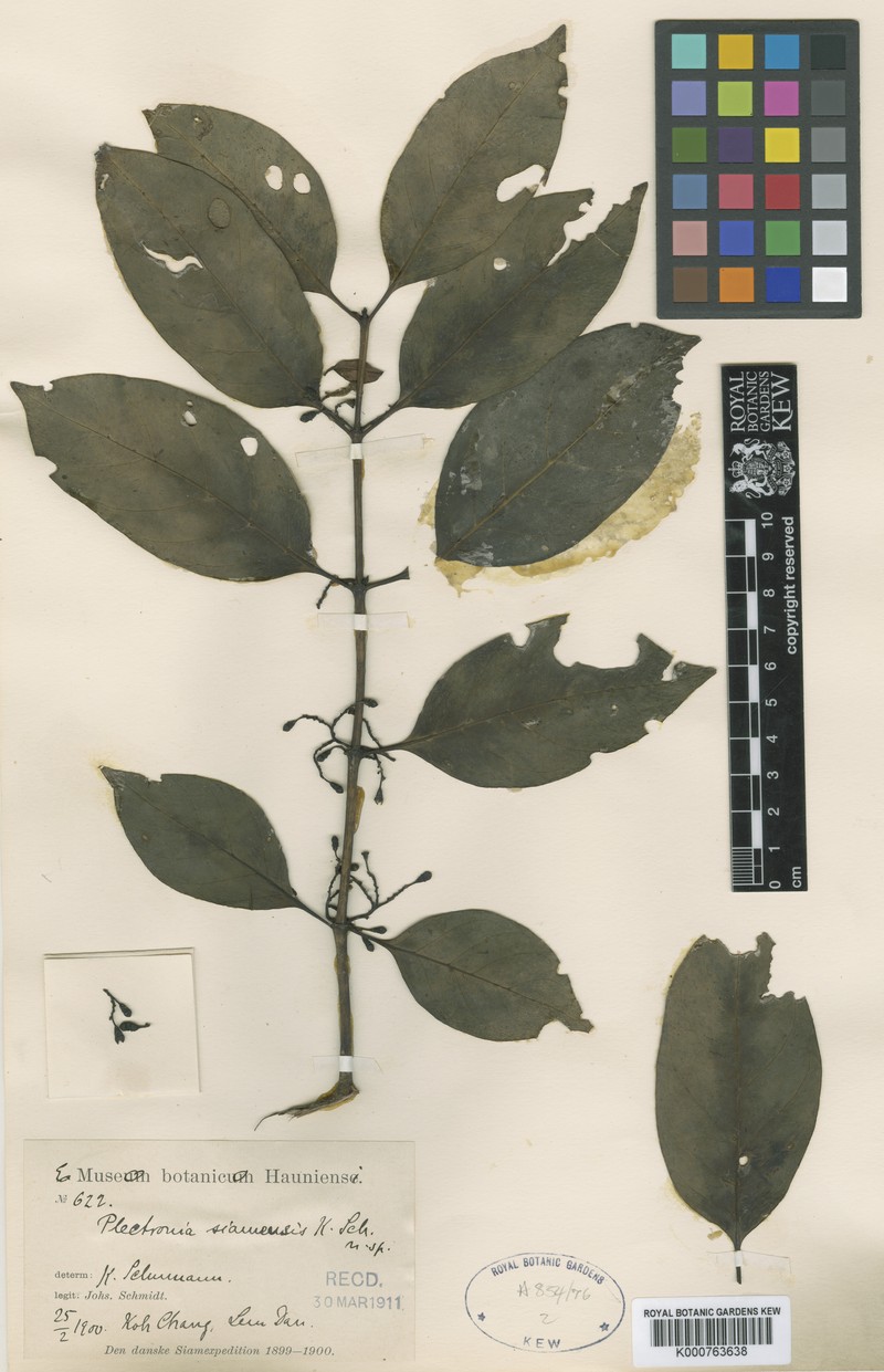 Canthiumera siamensis photo 2