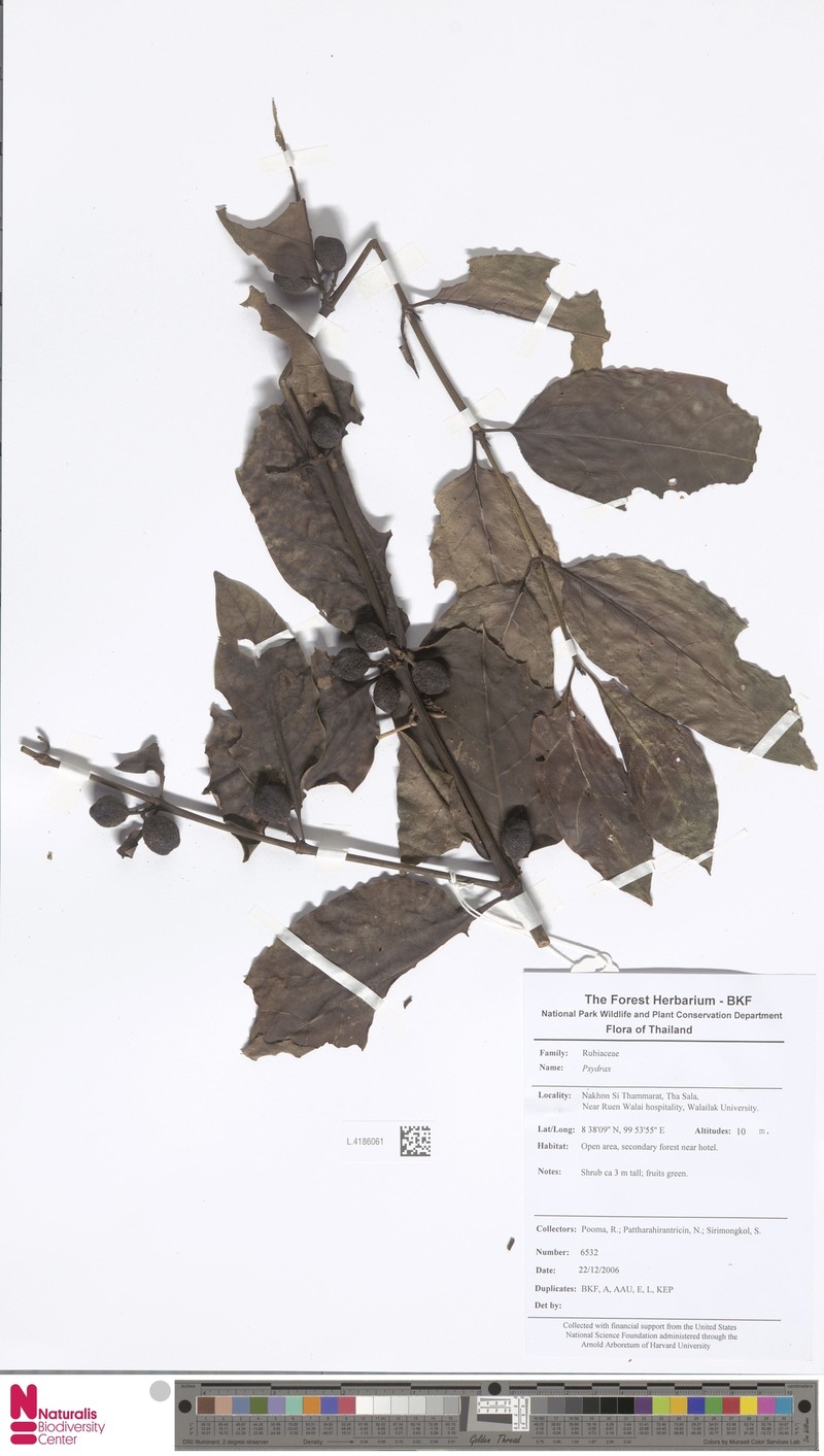 Canthiumera siamensis photo 3