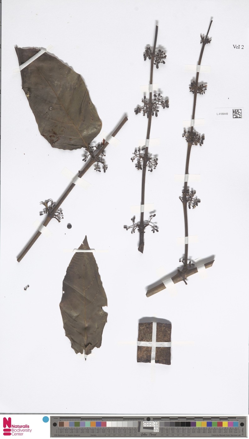 Canthiumera siamensis photo 4