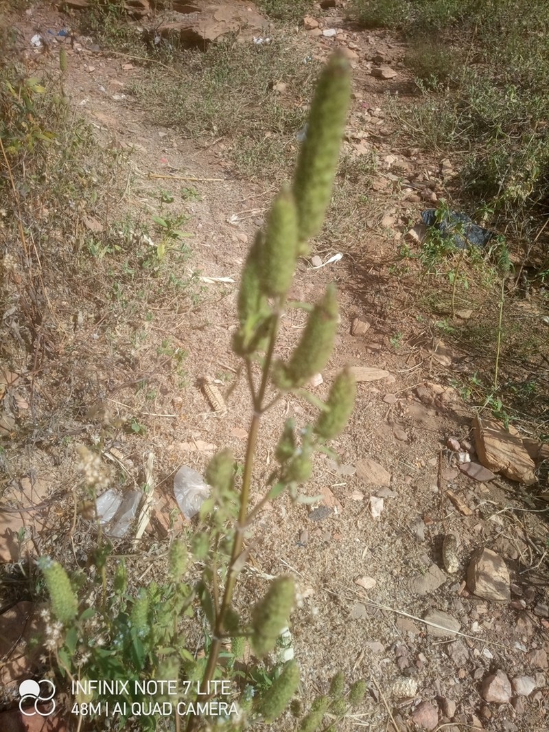 Marubio photo 2