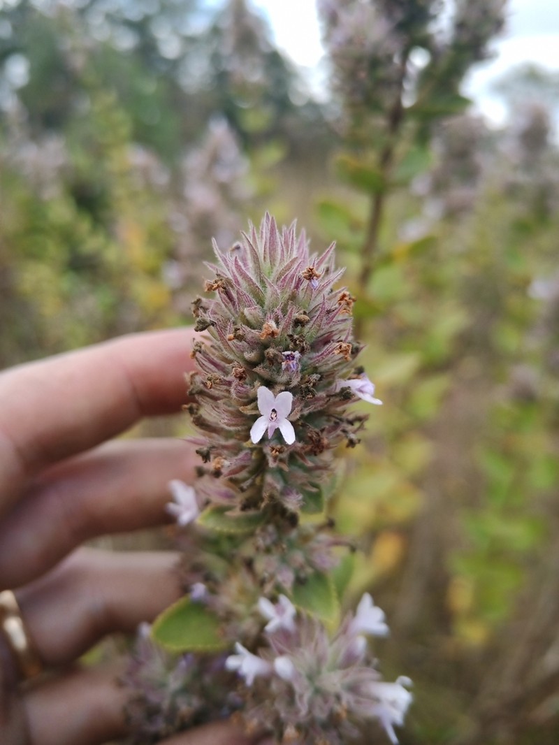 Cantinoa lythroides
