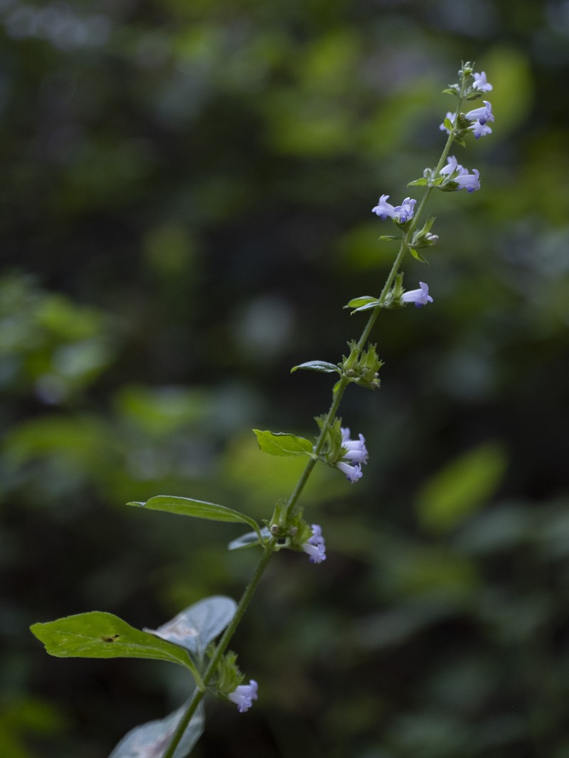 Tropical Bushmint photo 6