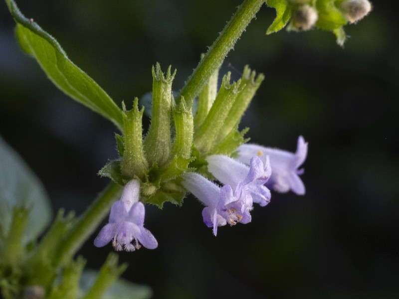 Tropical Bushmint photo 7