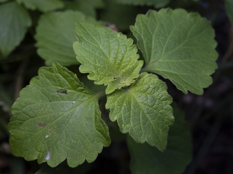 Tropical Bushmint photo 8
