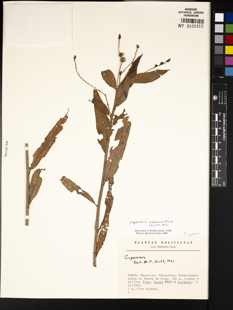 Caperonia amarumayu