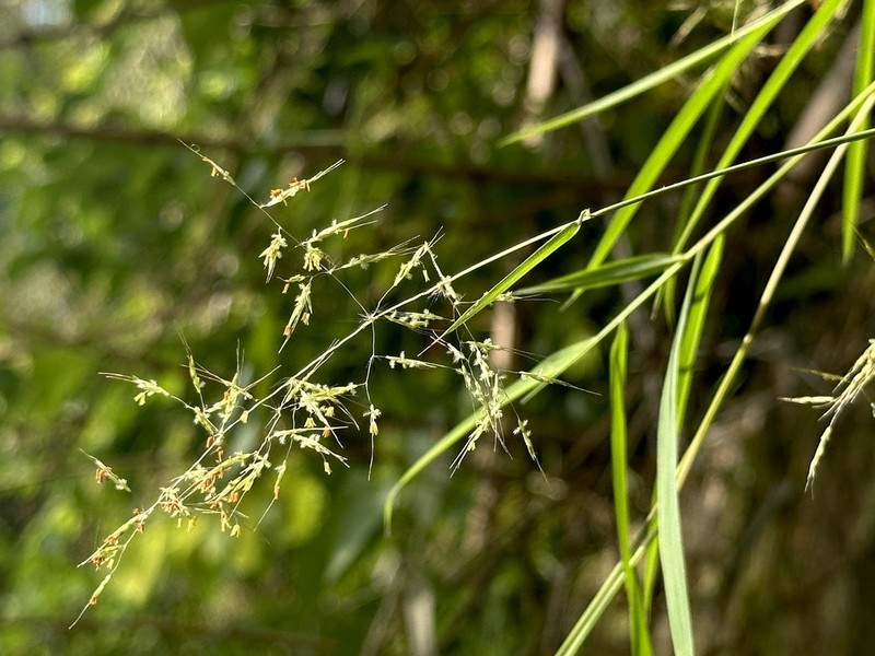 Purple Bluestem