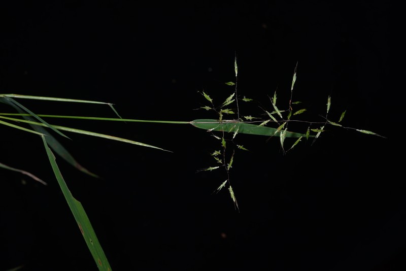 Purple Bluestem photo 2