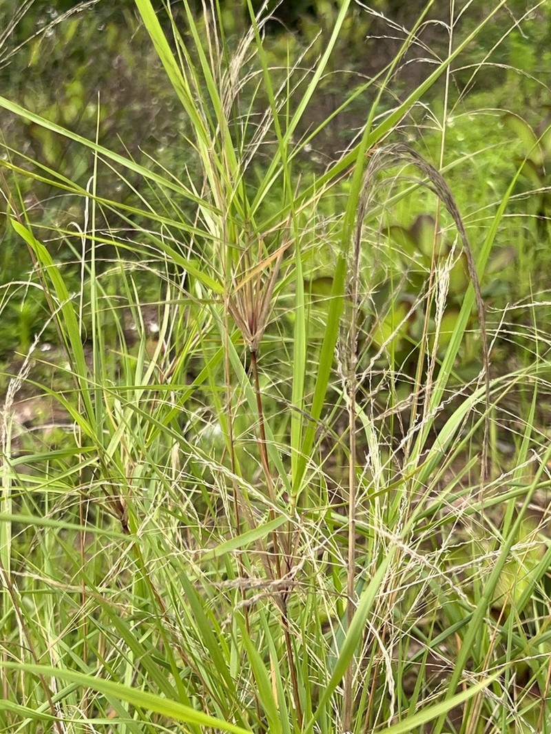 Purple Bluestem photo 3