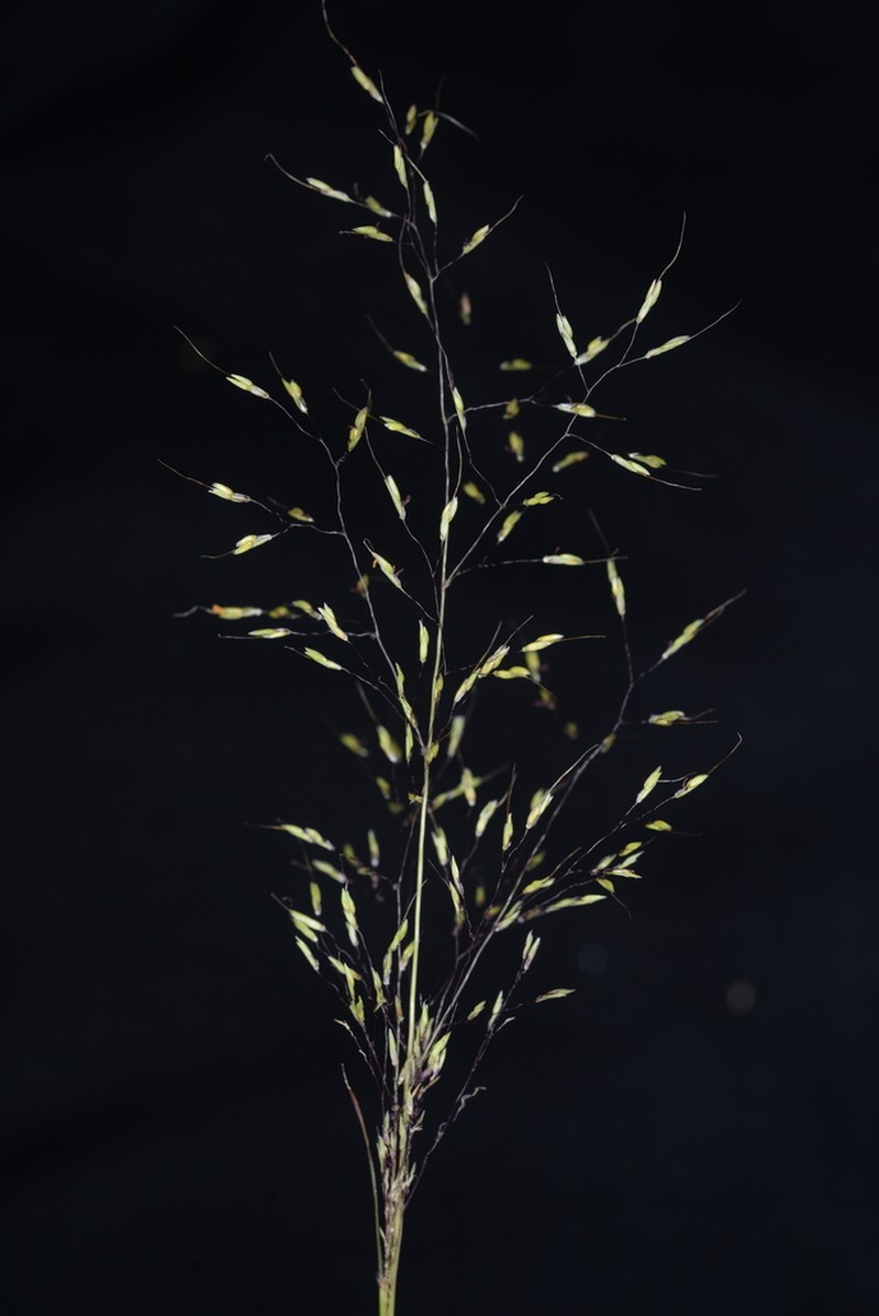 Purple Bluestem photo 4