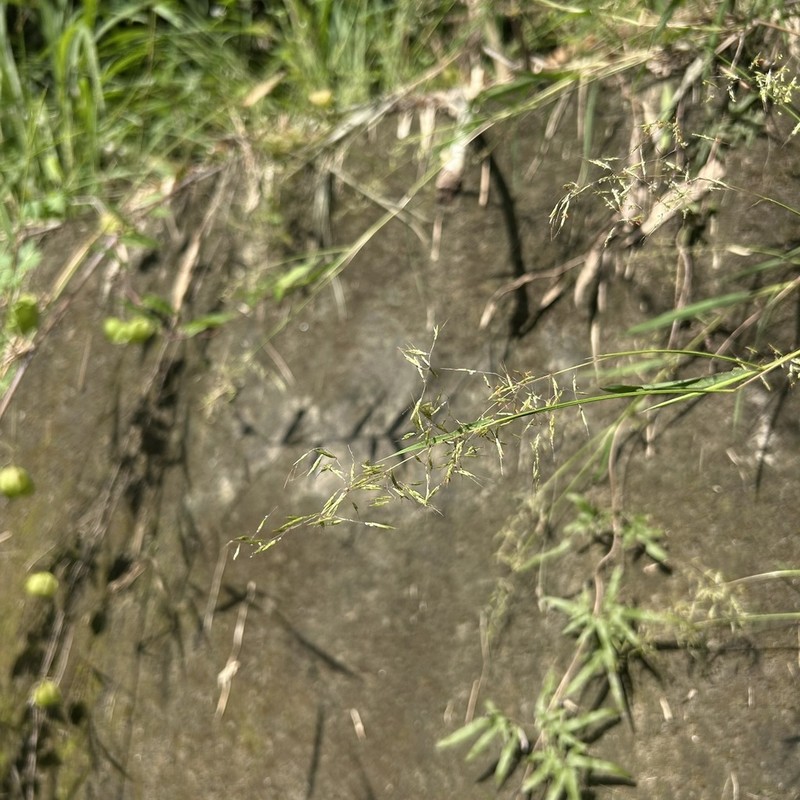 Purple Bluestem photo 5