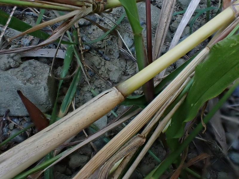 Purple Bluestem photo 6