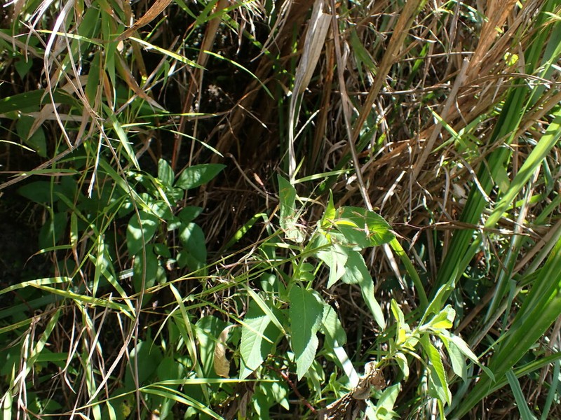 Purple Bluestem photo 7