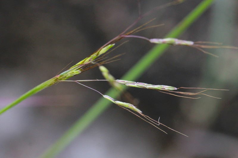 Purple Bluestem photo 8