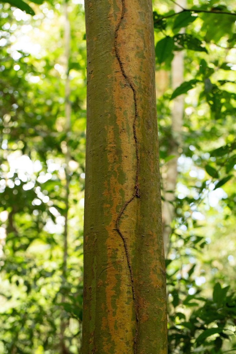 Capirona macrophylla