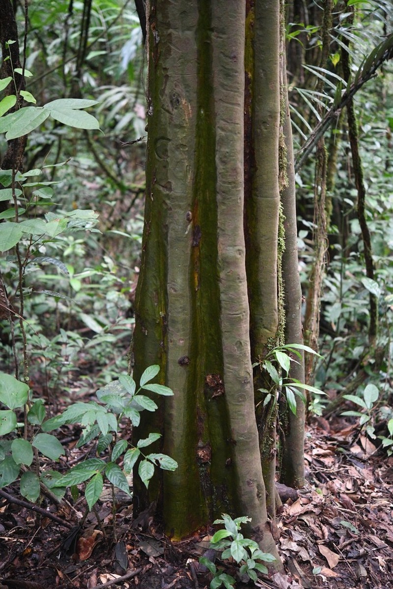 Capirona macrophylla photo 2