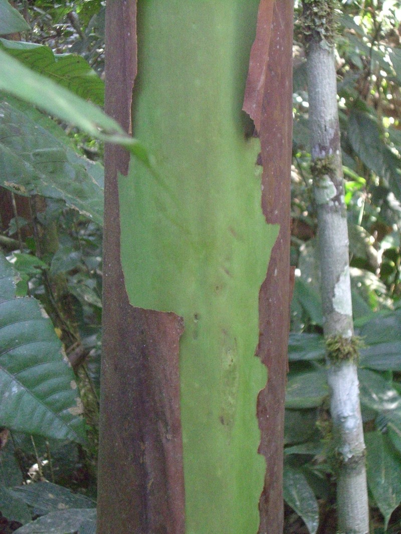 Capirona macrophylla photo 3