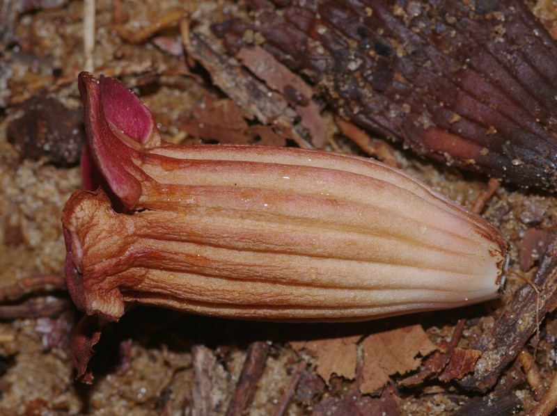 Capirona macrophylla photo 4