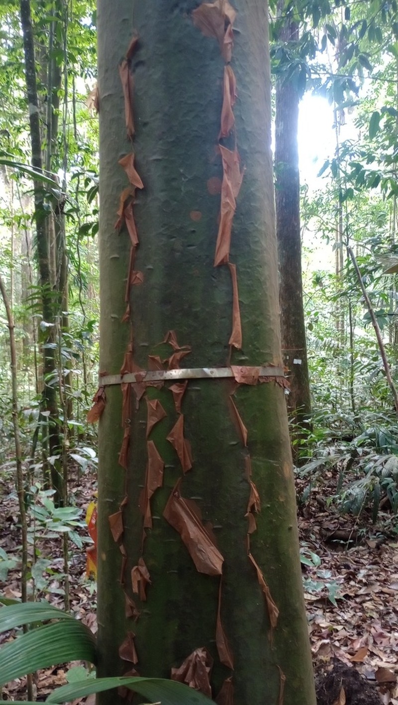 Capirona macrophylla photo 5