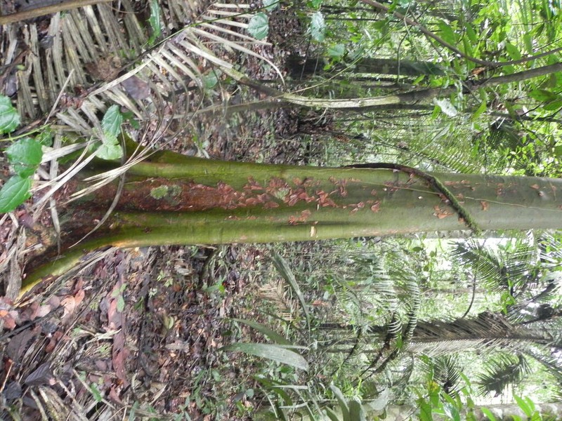 Capirona macrophylla photo 7