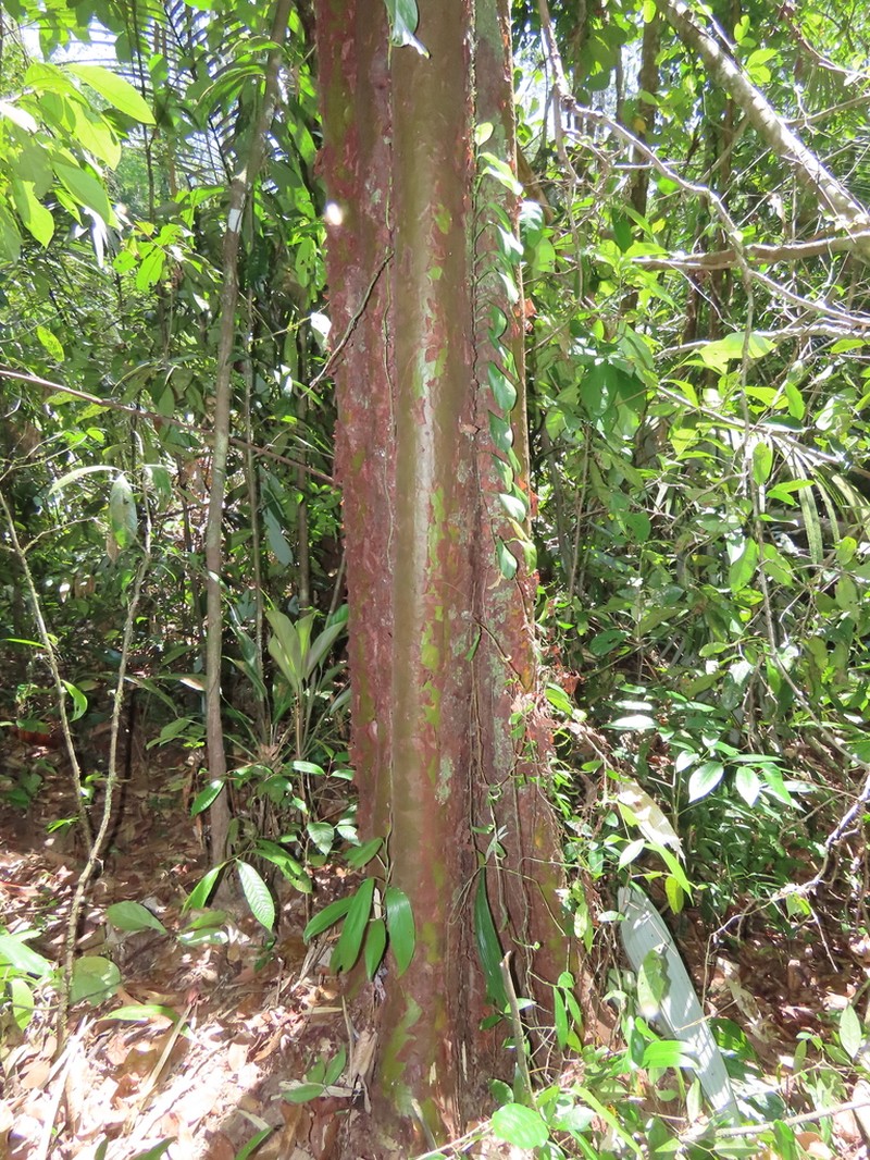 Capirona macrophylla photo 8