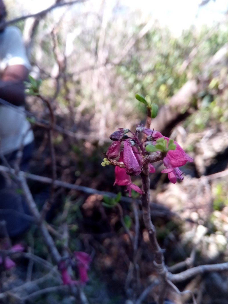 Capitanopsis magentea