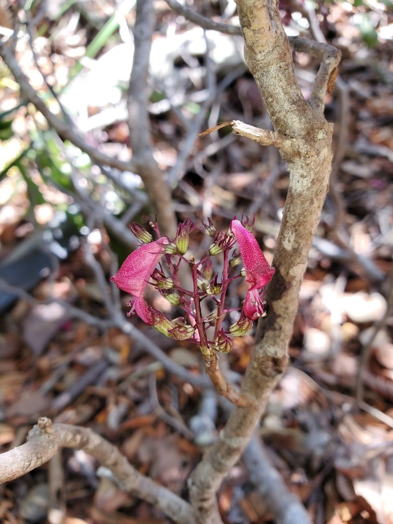 Capitanopsis magentea photo 2
