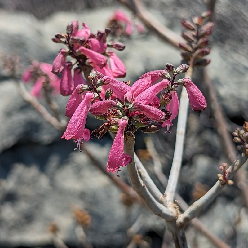 Capitanopsis magentea photo 6