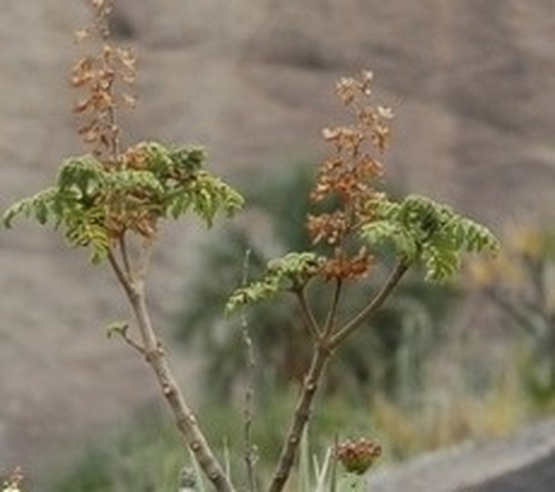 Capitanopsis oreophila