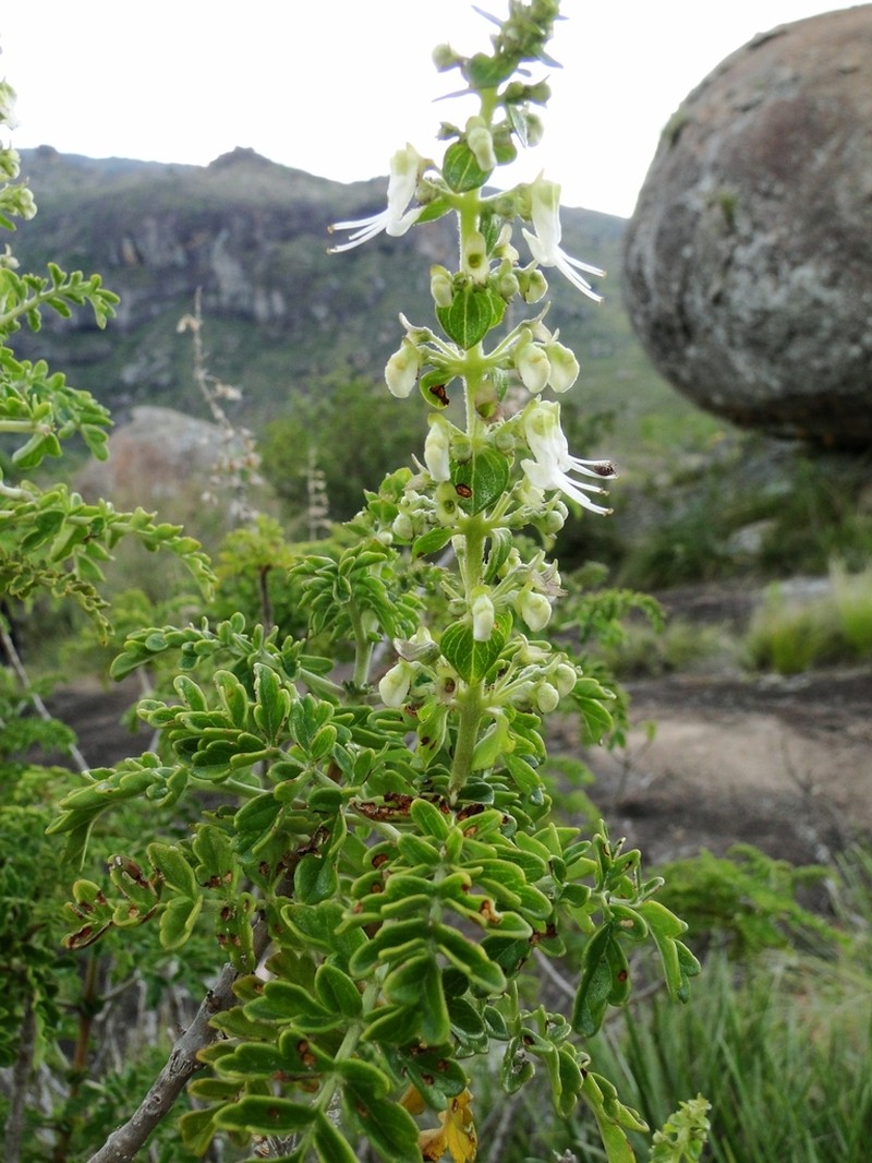 Capitanopsis oreophila photo 2