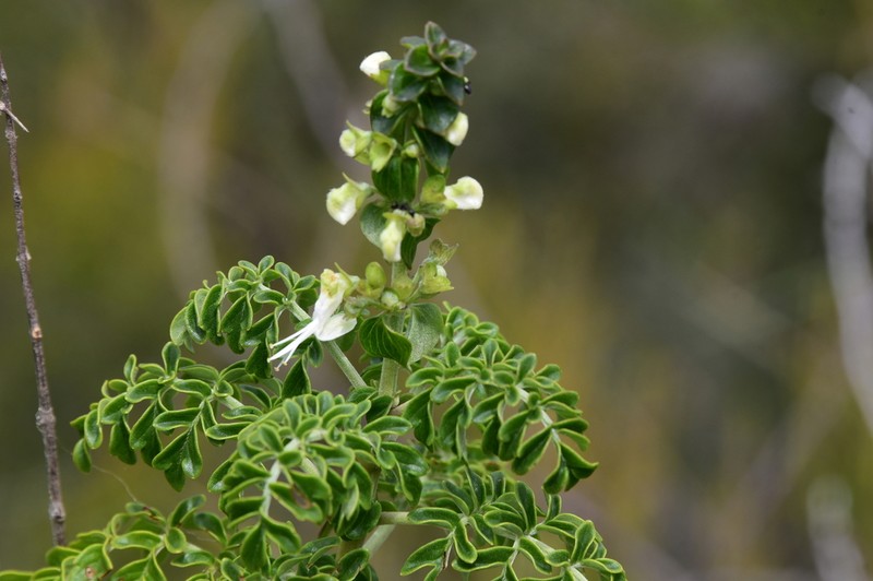 Capitanopsis oreophila photo 3