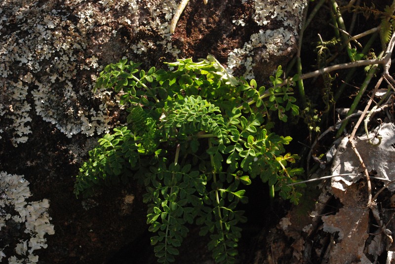 Capitanopsis oreophila photo 6