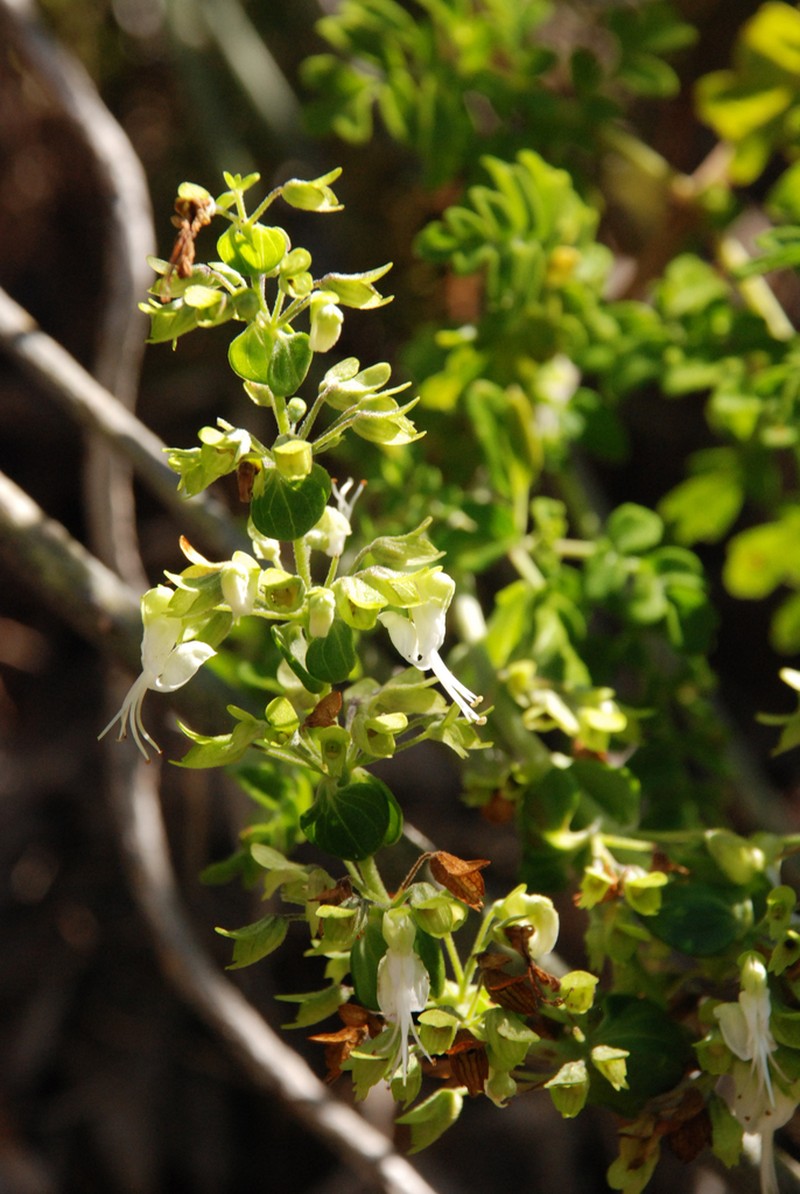 Capitanopsis oreophila photo 7